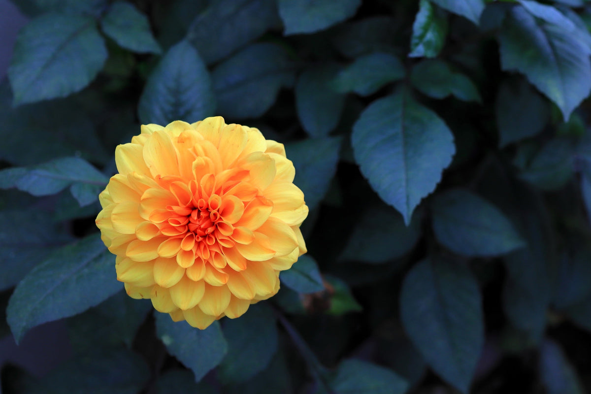 20 Dwarf Mixed Colors REDSKIN DAHLIA Variabilis Red Skin Mix Bicolor Flower Seeds