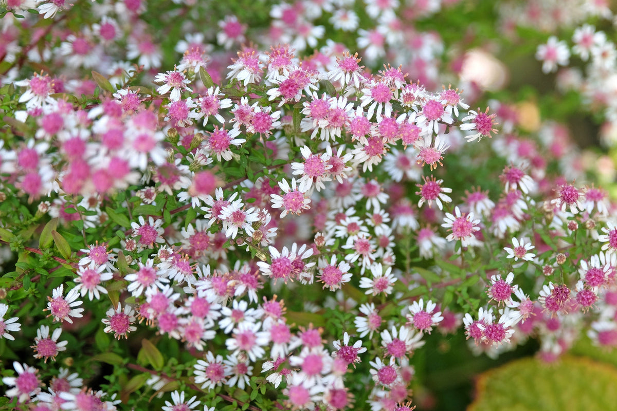 100 LADY In BLACK Calico ASTER Aster Lateriflorus Flower Seeds