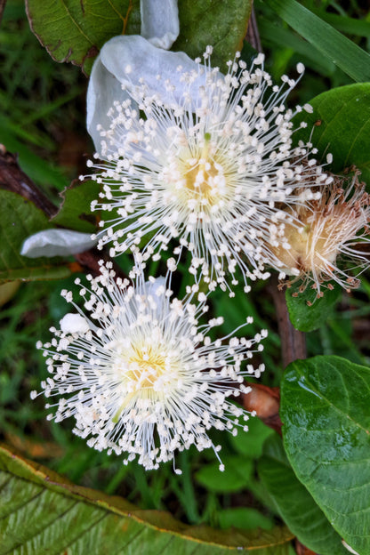20 GUAVA FRUIT Tree Shrub Psidium Guajava White Flowers Fruit Seeds