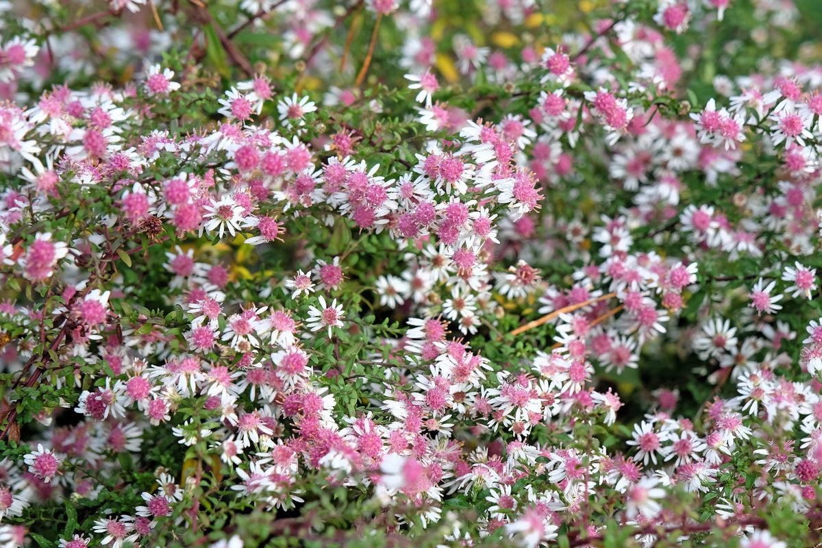100 LADY In BLACK Calico ASTER Aster Lateriflorus Flower Seeds