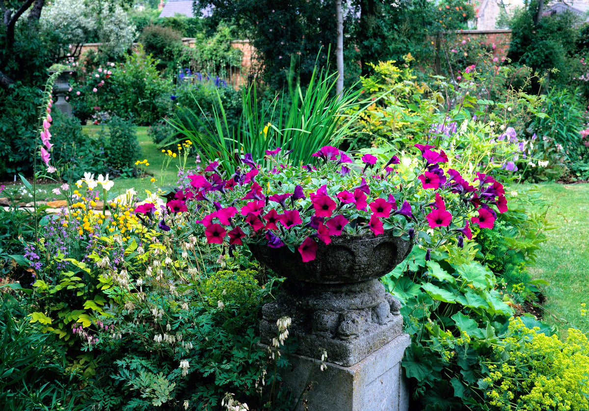 200 Purple LAURA BUSH PETUNIA Violacea Integrifolia Violet Perennial Trumpet Flower Seeds