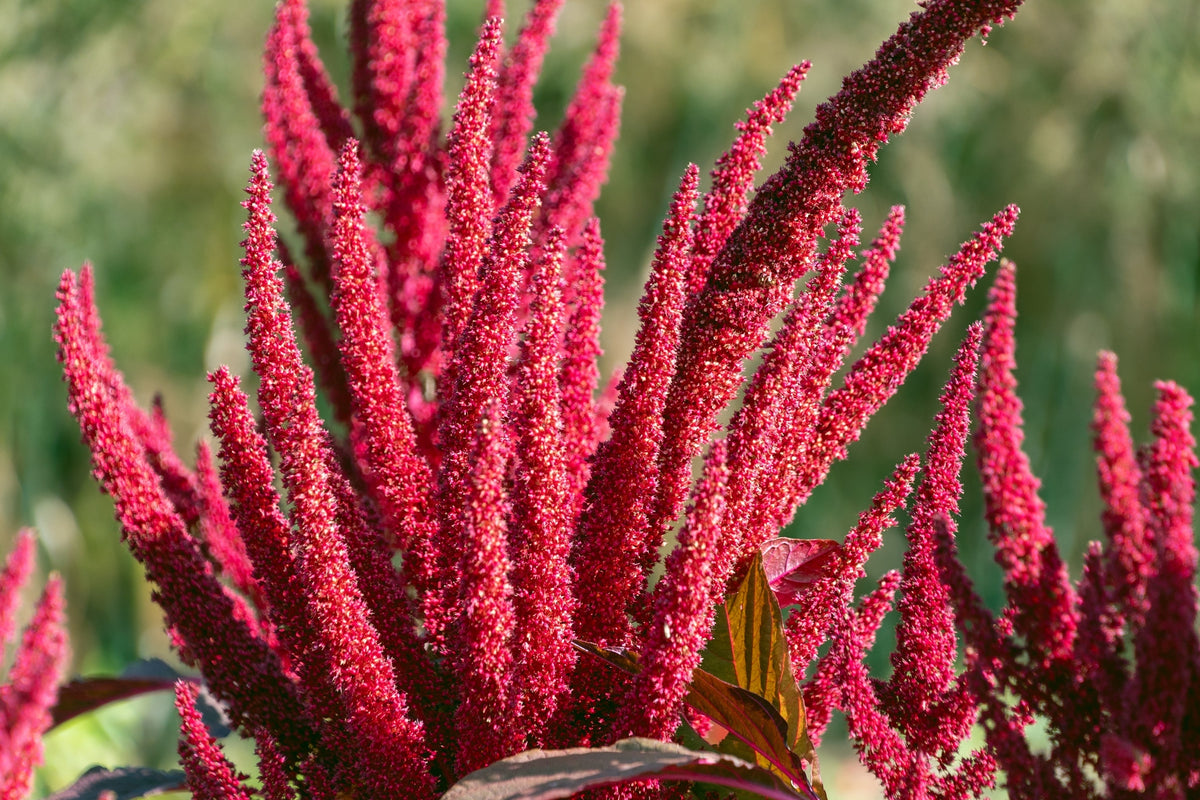 250 BURGUNDY AMARANTHUS Hypochondriacus Amaranth Grain Vegetable Flower Seeds