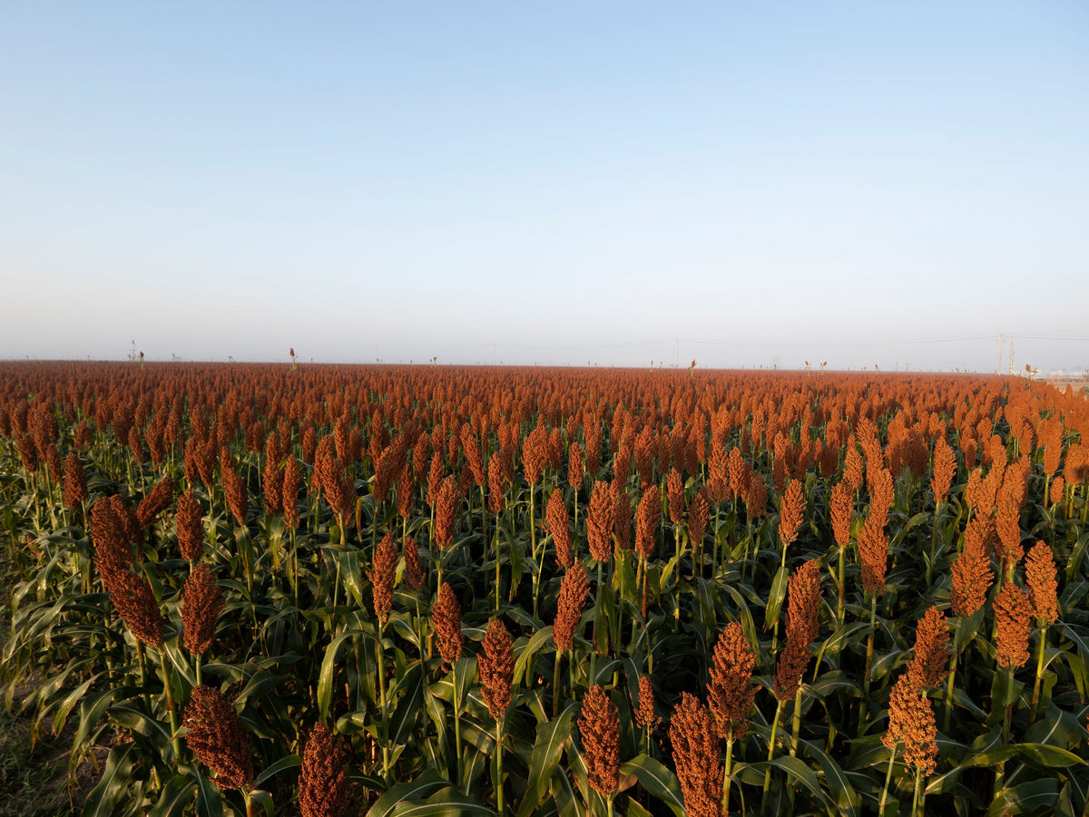50 DELLA SORGHUM Bicolor Syrup Flour Grain Vegetable Seeds
