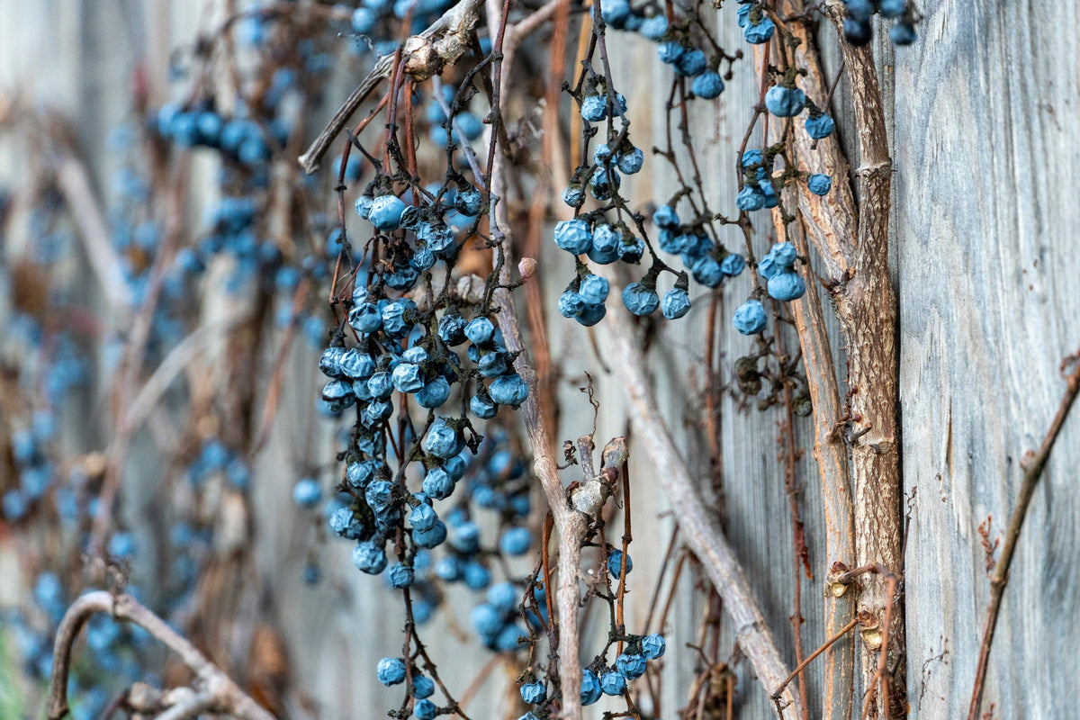 10 BOSTON IVY ( Bostonian Ivy / Wall Ivy ) Parthenocissus Tricuspidata Veitchii Vine Flower Seeds