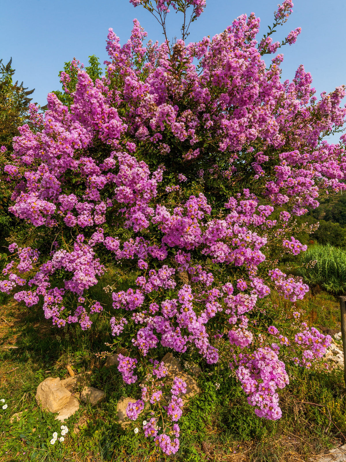 35 Light PINK CREPE MYRTLE Crape Tree Shrub Lagerstroemia Indica Flower Seeds