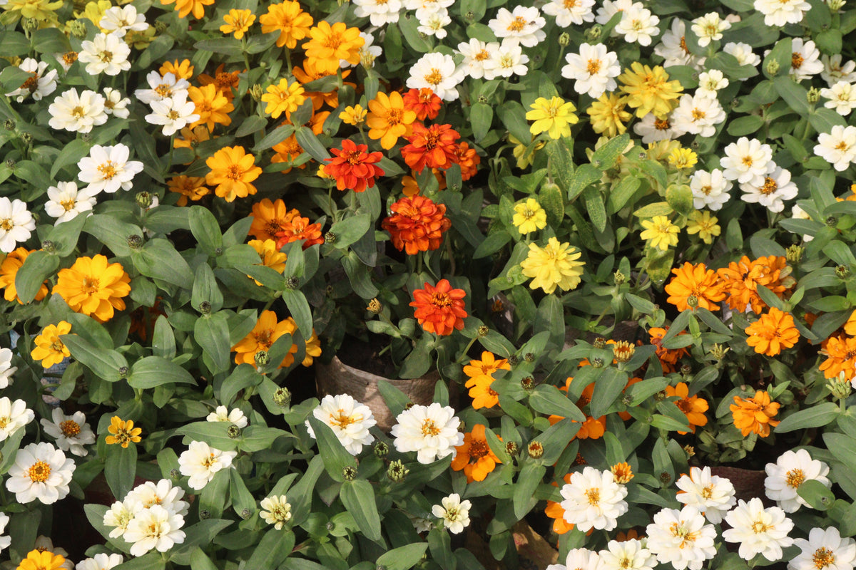 250 Mixed Colors CLASSIC ZINNIA Linearis Angustifolia Narrow Leaf Creeping Mexican Flower Seeds