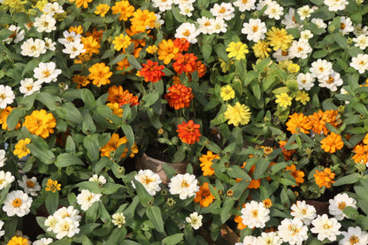 250 Mixed Colors CLASSIC ZINNIA Linearis Angustifolia Narrow Leaf Creeping Mexican Flower Seeds