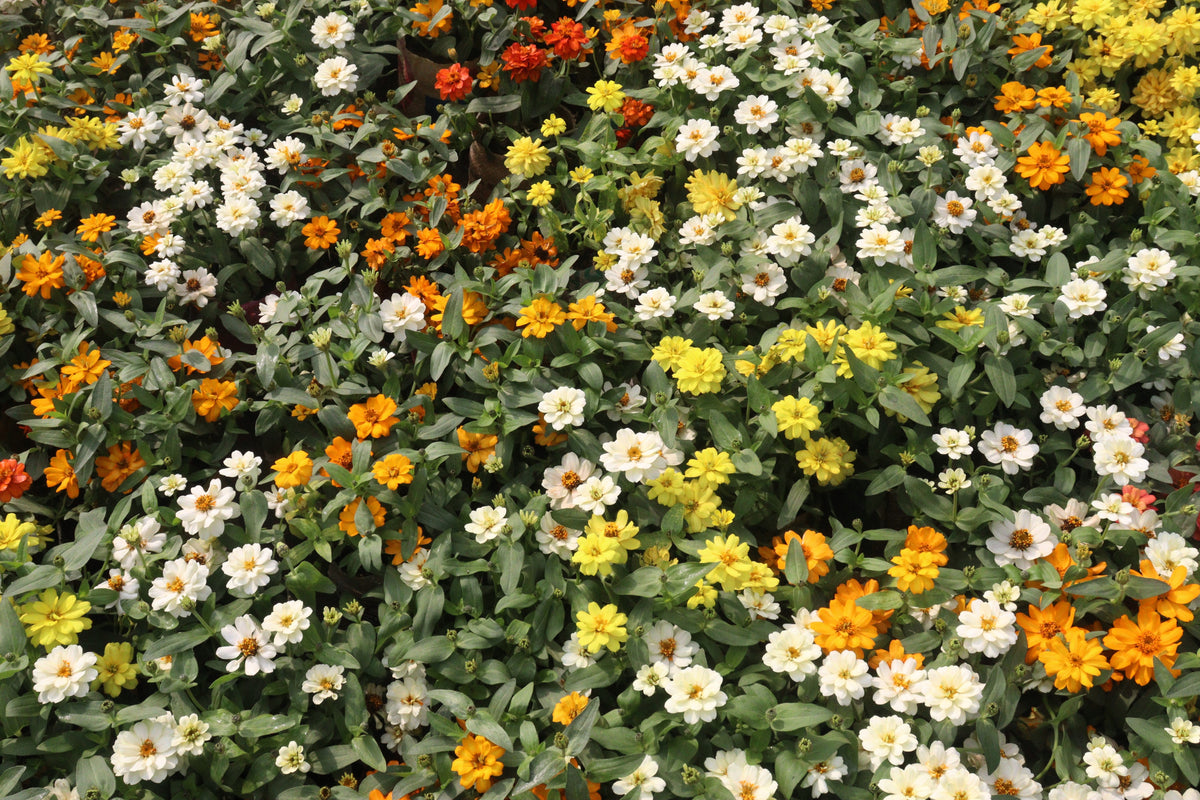 250 Mixed Colors CLASSIC ZINNIA Linearis Angustifolia Narrow Leaf Creeping Mexican Flower Seeds