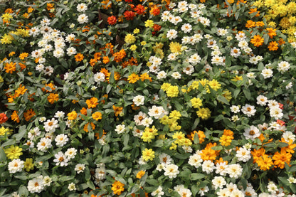250 Mixed Colors CLASSIC ZINNIA Linearis Angustifolia Narrow Leaf Creeping Mexican Flower Seeds
