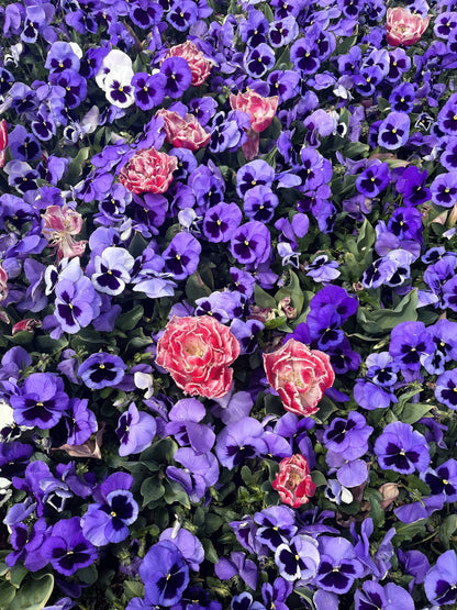 50 DEEP BLUE Blotch PANSY Swiss Giant Viola Wittrockiana Ullswater Flower Seeds