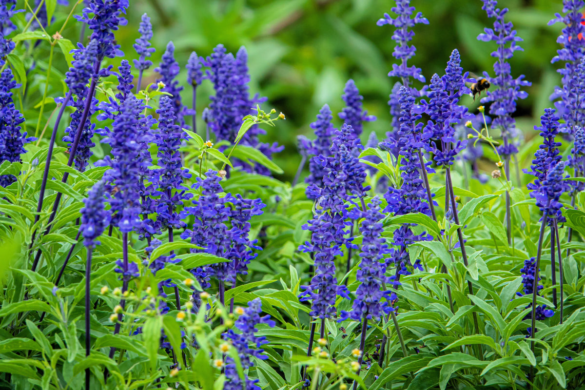 500 BLUE BEDDER SAGE Salvia Farinacea Flower Seeds