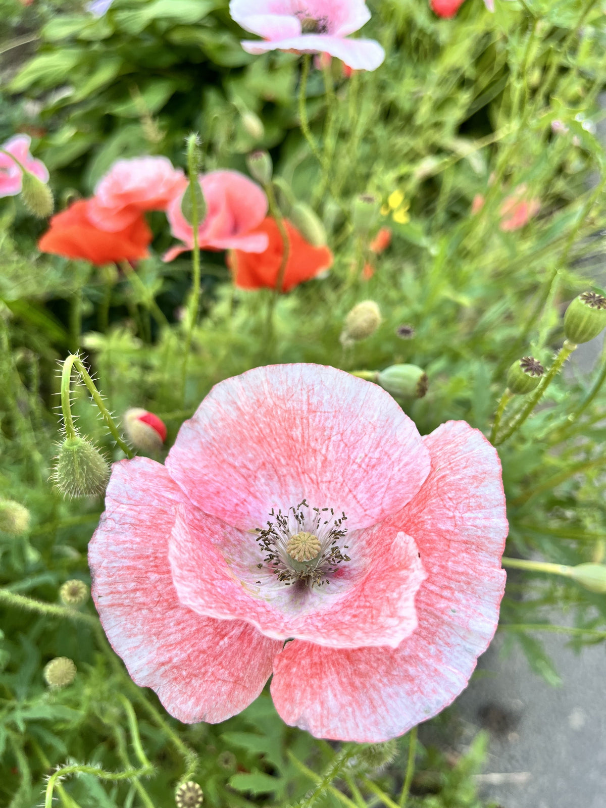 100 MOTHER Of PEARL POPPY Mix Papaver Rhoeas Shirley Flower Seeds Mixed Colors