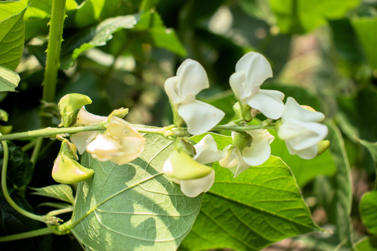 50 White DIXIE LIMA BEAN Butterpea Phaseolus Vulgaris Vegetable Seeds