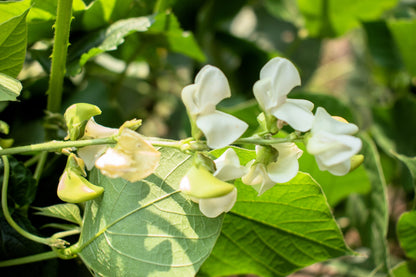 50 White DIXIE LIMA BEAN Butterpea Phaseolus Vulgaris Vegetable Seeds