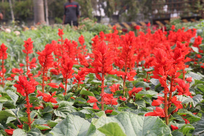 400 SCARLET SAGE (Lady-In-Red Salvia / Blood Sage / Red Texas Sage) Salvia Coccinea Flower Seeds