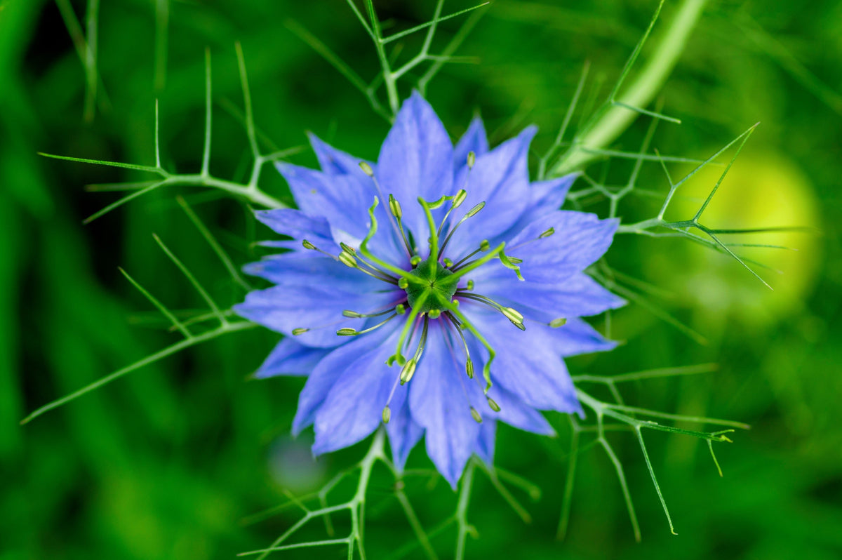 500 LOVE IN A MIST Miss Jekyll Blue ( Fennel Flower ) Nigella Damascena Flower Seeds