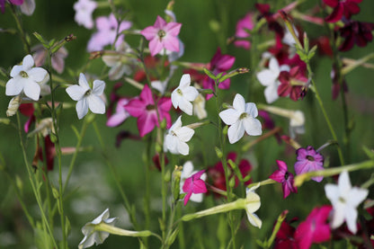 100 Heirloom MIXED COLORS NICOTIANA (Ornamental Flowering Tobacco) Nicotiana Alata Flower Seeds