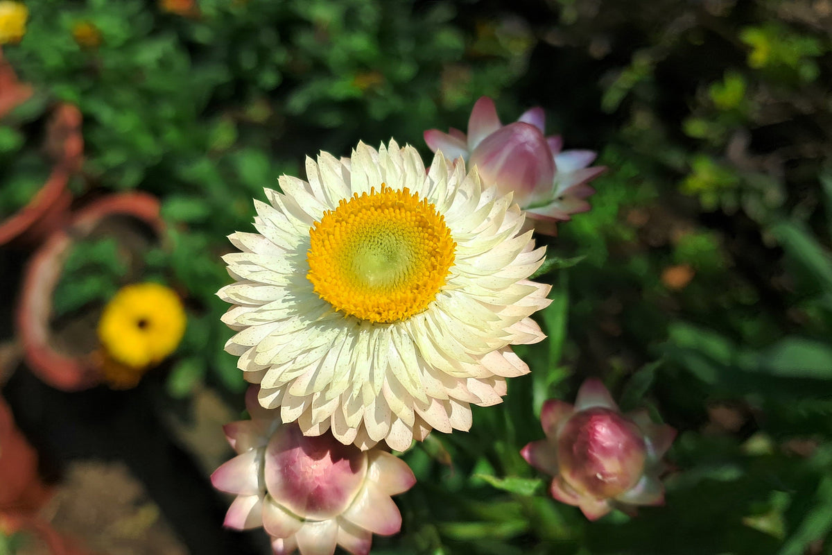 100 WHITE DOUBLE STRAWFLOWER Helichrysum Monstrosum Xerochrysum Bracteatum Flower Seeds