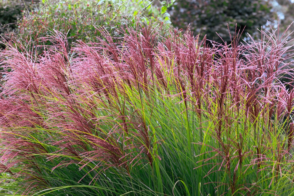 10 RED MAIDEN GRASS Miscanthus Sinensis Plumes Ornamental Flower Seeds