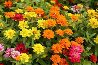 250 Mixed Colors ZINNIA ELEGANS Flower Seeds