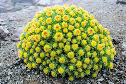 25 ROSEROOT STONECROP Golden Rose Root Sedum Rhodiola Rosea Yellow Succulent Flower Seeds
