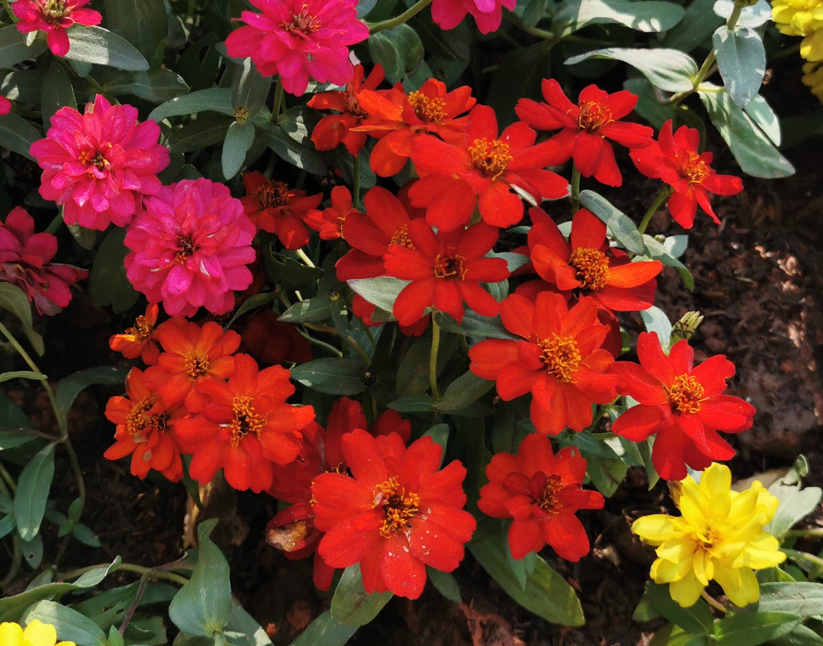 250 Mixed Colors CLASSIC ZINNIA Linearis Angustifolia Narrow Leaf Creeping Mexican Flower Seeds