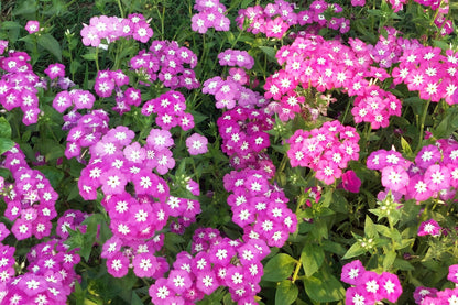 100 Mixed Colors DRUMMOND PHLOX MIX Pink, Red, White, Purple Phlox Drummondii Flower Seeds