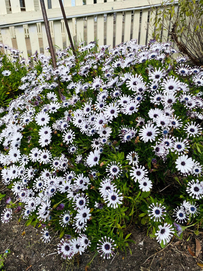 5 WHIRLIGIG OSTEOSPERMUM Fruticosum Pinwheel African Cape Daisy Flower Seeds