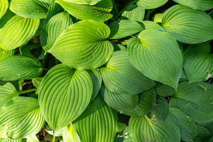 10 HOSTA ELEGANS Shade Lover Flower Seeds