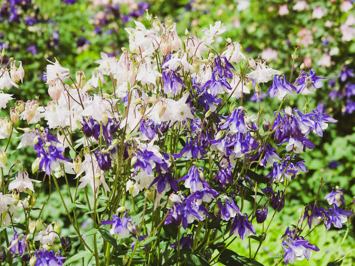 100 MIXED EUROPEAN COLUMBINE Aquilegia Flower Seeds