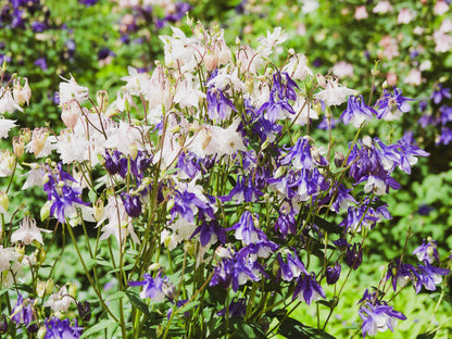 100 MIXED EUROPEAN COLUMBINE Aquilegia Flower Seeds