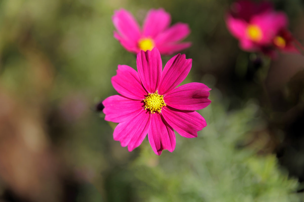 300 Wine Red TETRA VERSAILLES COSMOS Bipinnatus Hummingbird Flower Seeds