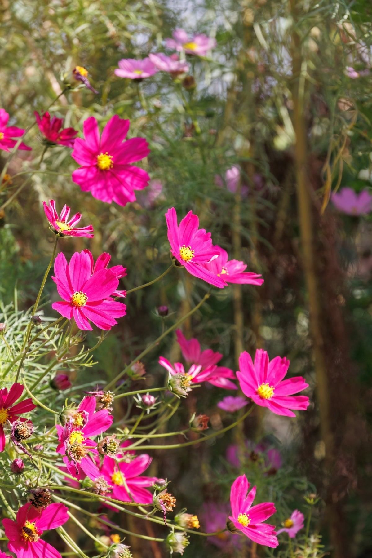 300 Wine Red TETRA VERSAILLES COSMOS Bipinnatus Hummingbird Flower Seeds