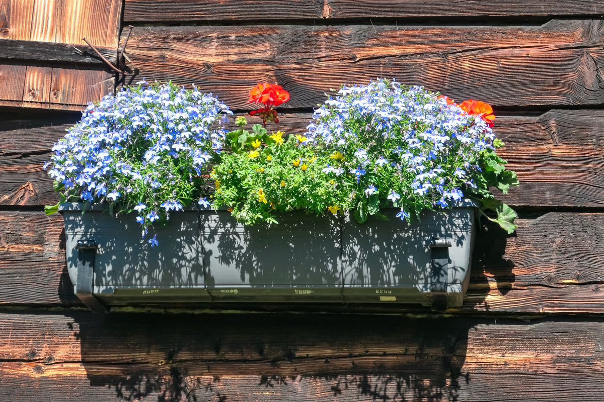 200 BLUE SPLASH LOBELIA Regatta Blue & White Erinus Flower Seeds