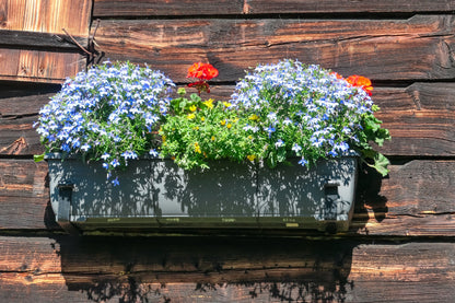 200 BLUE SPLASH LOBELIA Regatta Blue & White Erinus Flower Seeds