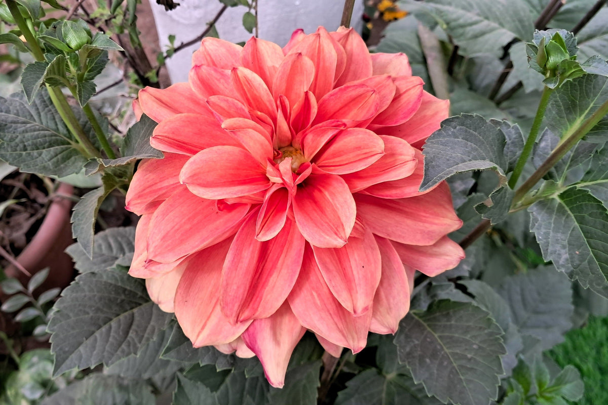 20 Dwarf Mixed Colors REDSKIN DAHLIA Variabilis Red Skin Mix Bicolor Flower Seeds