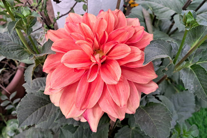 20 Dwarf Mixed Colors REDSKIN DAHLIA Variabilis Red Skin Mix Bicolor Flower Seeds