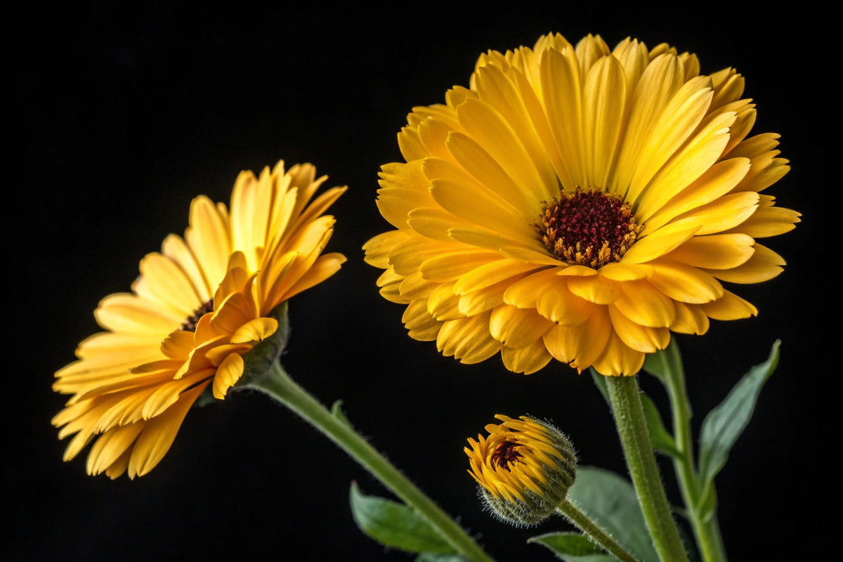 500 PACIFIC Beauty YELLOW MARIGOLD Calendula Officinalis Flower Seeds