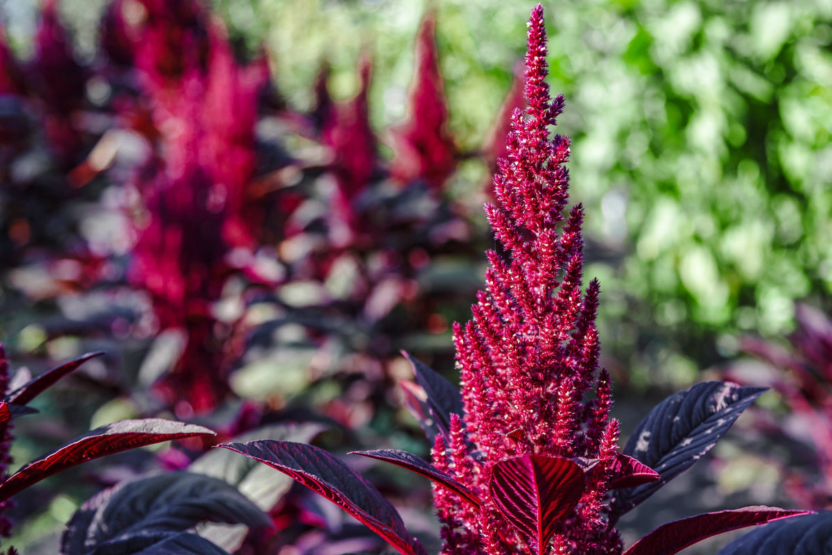 250 BURGUNDY AMARANTHUS Hypochondriacus Amaranth Grain Vegetable Flower Seeds