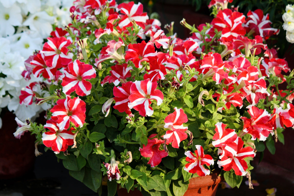 100 STAR MIX PETUNIA Mixed Colors Petunia Violacea Flower Seeds Red Blue Purple
