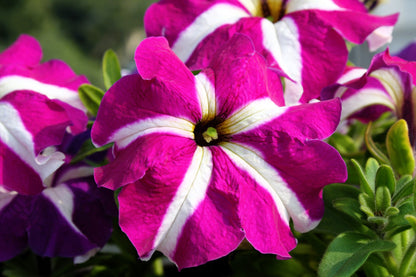100 STAR MIX PETUNIA Mixed Colors Petunia Violacea Flower Seeds Red Blue Purple