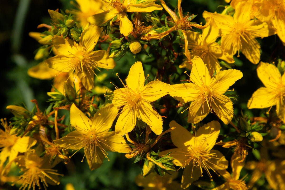1500 Great SAINT JOHNS WORT St John's Hypericum Pyramidatum Yellow Flower Herb Seeds