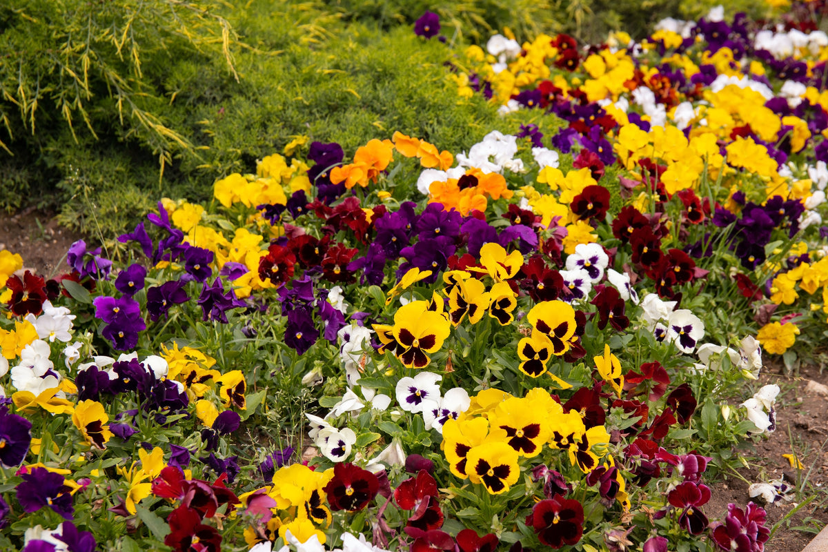 250 Mixed Colors SWISS GIANT PANSY Viola Wittrockiana Flower Seeds