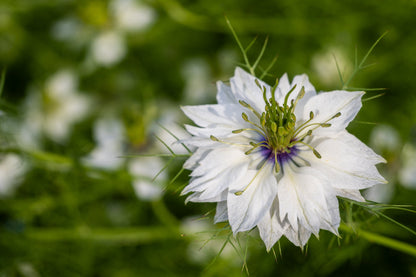 500 LOVE In A MIST PERSIAN Jewels Mixed Colors (Fennel Flower) Nigella Damascena Flower Seeds
