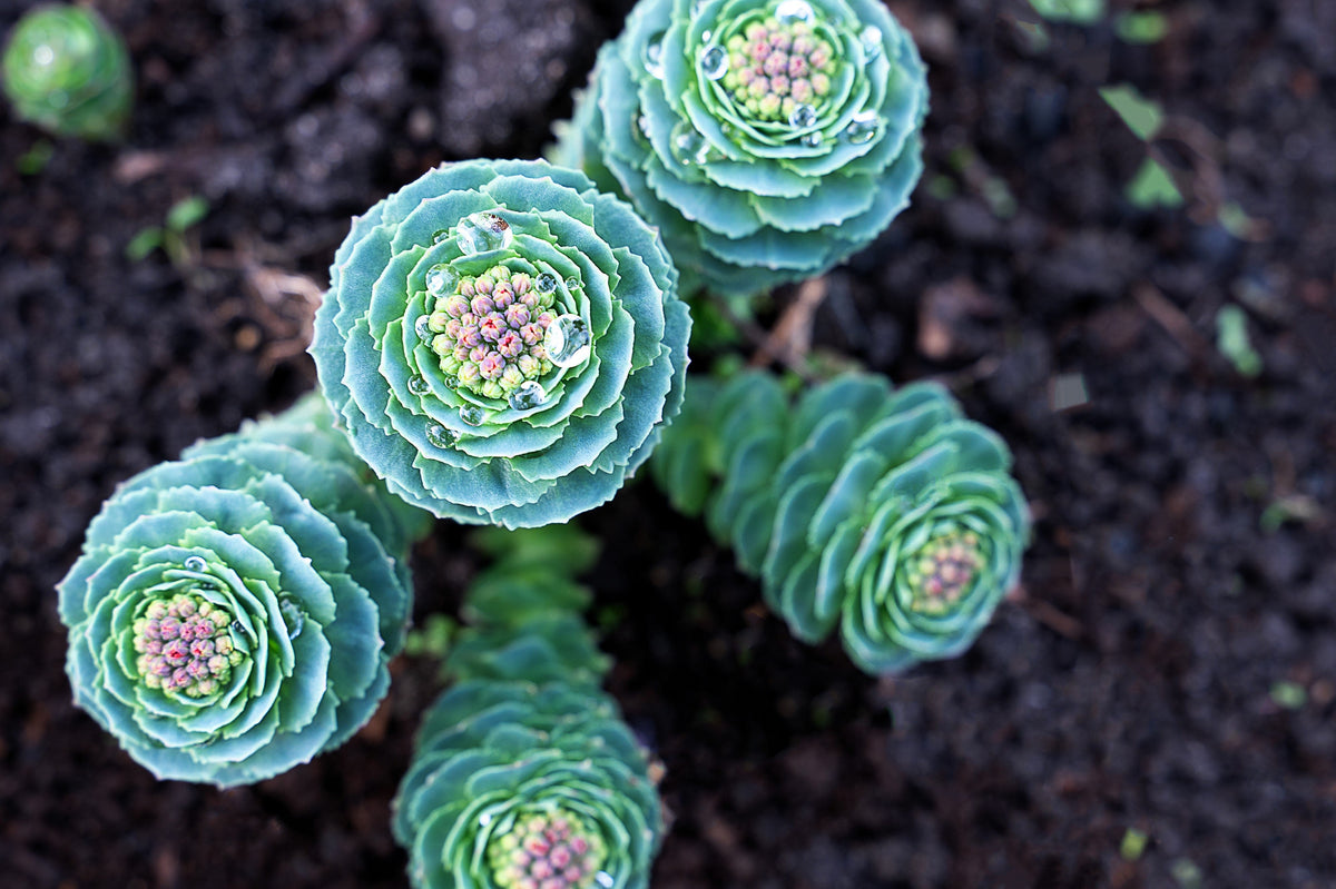 25 ROSEROOT STONECROP Golden Rose Root Sedum Rhodiola Rosea Yellow Succulent Flower Seeds