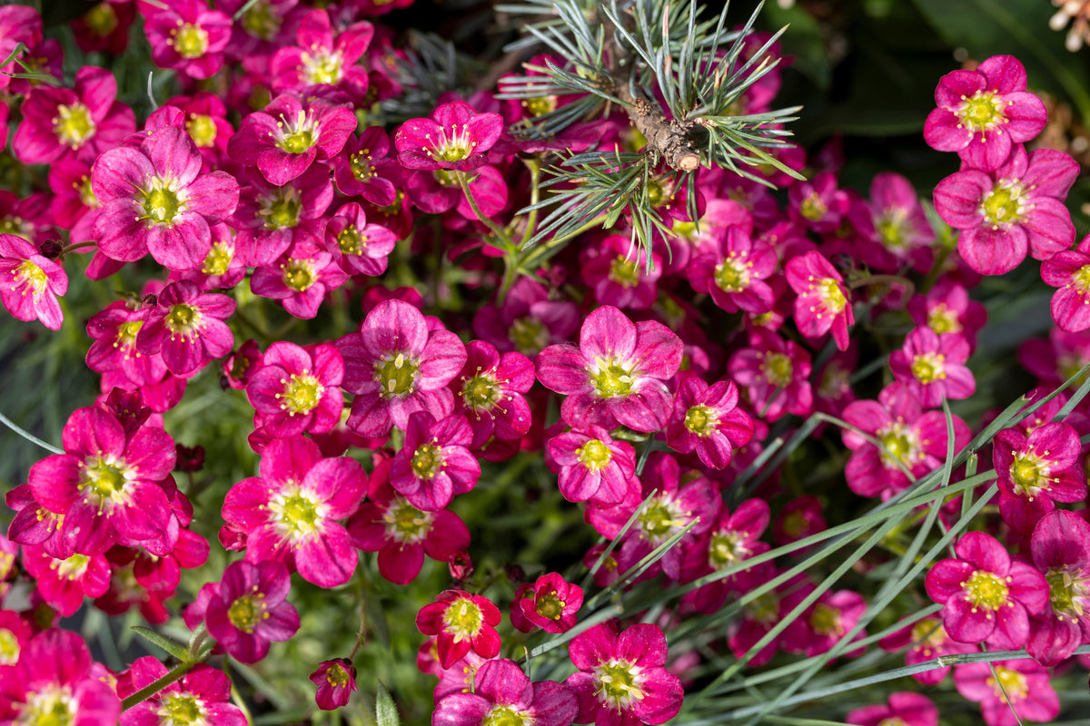 50 ROSE ROBE SAXIFRAGA Arendsii Mossy Rockfoil Evergreen Flower Seeds