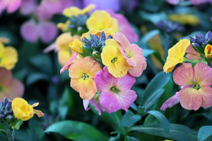 300 Mixed Colors ENGLISH Aegean WALLFLOWER Cheiranthus Cheiri Erysimum Pink Red Yellow Purple Bicolor Flower SeedsSeeds