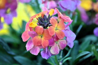300 Mixed Colors ENGLISH Aegean WALLFLOWER Cheiranthus Cheiri Erysimum Pink Red Yellow Purple Bicolor Flower SeedsSeeds