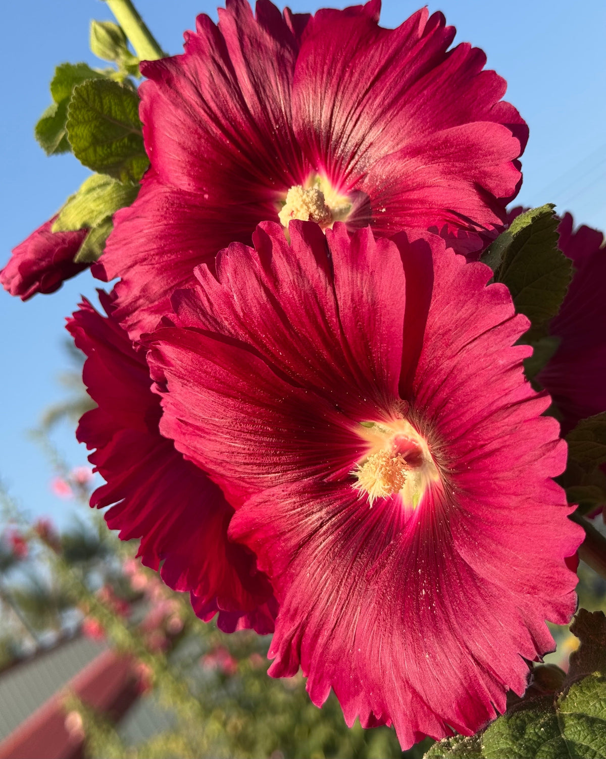 25 DARK RED HOLLYHOCK Alcea Rosea Flower Seeds Perennial