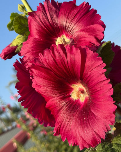 25 DARK RED HOLLYHOCK Alcea Rosea Flower Seeds Perennial